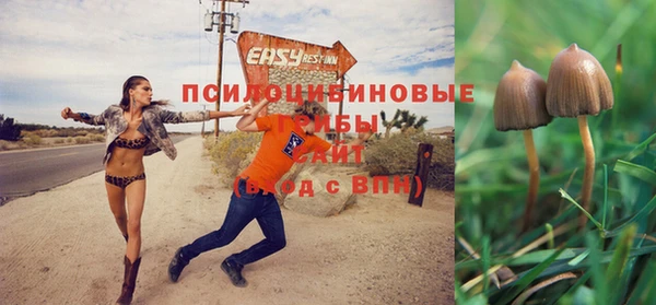 сатива Беломорск